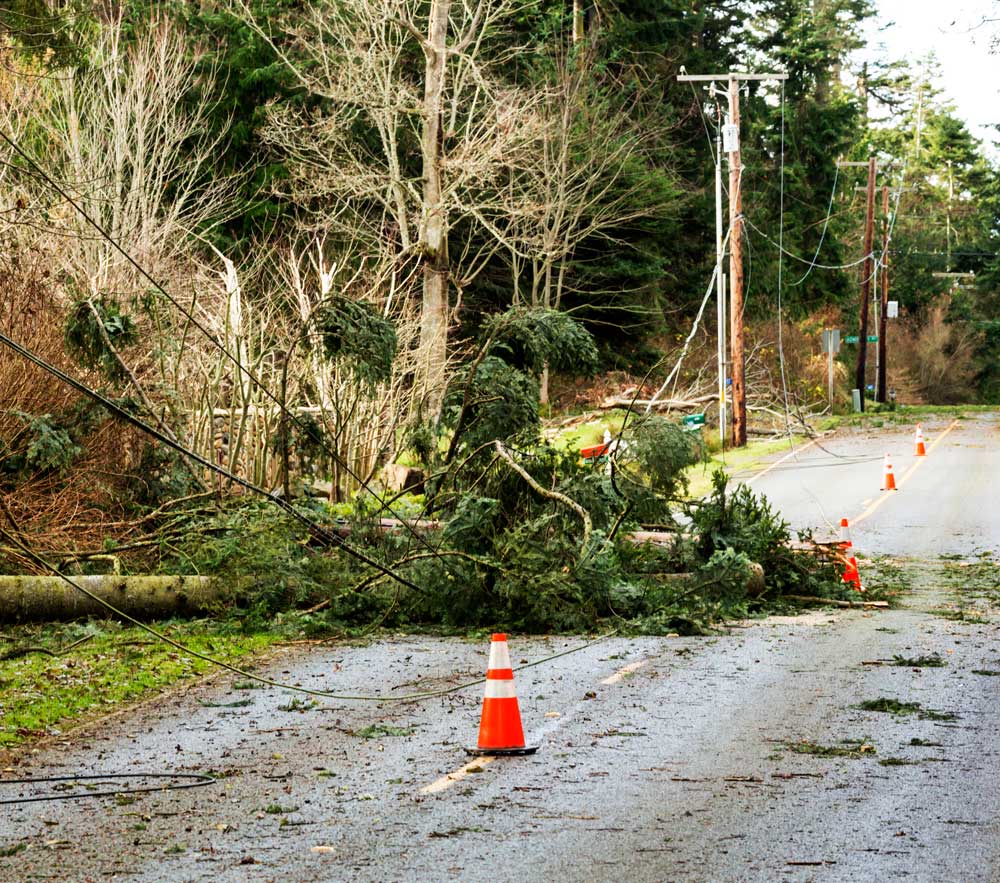 A tree down on top of powerlines in the road after a storm.